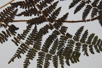 大葉貞蕨藏品圖，第3張