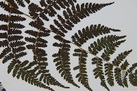 大葉貞蕨藏品圖，第4張