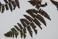 大葉貞蕨藏品圖，第5張