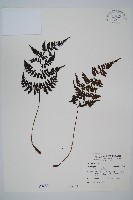 大葉貞蕨藏品圖，第1張