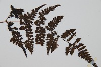 大葉貞蕨藏品圖，第3張