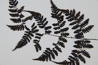 大葉貞蕨藏品圖，第4張