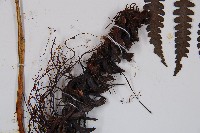 黑葉貞蕨藏品圖，第3張