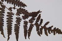 黑葉貞蕨藏品圖，第4張