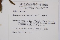 黑葉貞蕨藏品圖，第2張