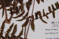 黑葉貞蕨藏品圖，第3張