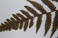 黑葉貞蕨藏品圖，第5張