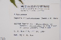 亞蹄蓋蕨藏品圖，第5張