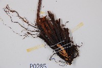 亞蹄蓋蕨藏品圖，第6張