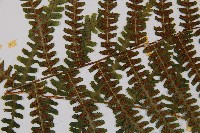 亞蹄蓋蕨藏品圖，第7張