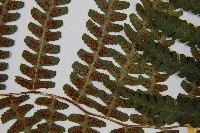 亞蹄蓋蕨藏品圖，第8張