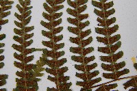 亞蹄蓋蕨藏品圖，第9張