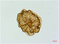 亞蹄蓋蕨藏品圖，第2張