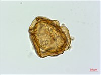 亞蹄蓋蕨藏品圖，第3張