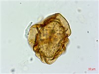 亞蹄蓋蕨藏品圖，第4張