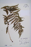 亞蹄蓋蕨藏品圖，第1張