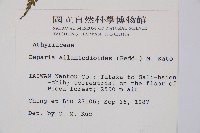 亞蹄蓋蕨藏品圖，第2張