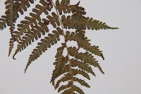 亞蹄蓋蕨藏品圖，第3張