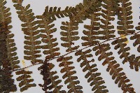 亞蹄蓋蕨藏品圖，第4張