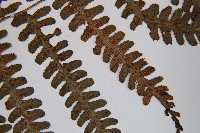 亞蹄蓋蕨藏品圖，第5張