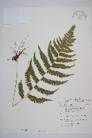 毛軸假蹄蓋蕨藏品圖，第1張