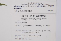 毛軸假蹄蓋蕨藏品圖，第2張