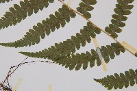 毛軸假蹄蓋蕨藏品圖，第3張