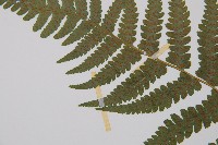 毛軸假蹄蓋蕨藏品圖，第4張