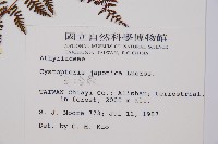 毛冷蕨藏品圖，第2張