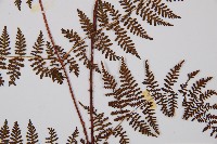 毛冷蕨藏品圖，第3張