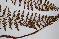 毛冷蕨藏品圖，第5張