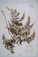 毛冷蕨藏品圖，第1張