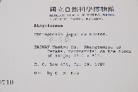 毛冷蕨藏品圖，第2張