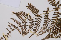 毛冷蕨藏品圖，第4張