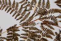 毛冷蕨藏品圖，第5張