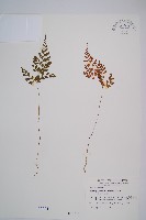 寬葉冷蕨藏品圖，第1張