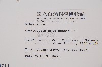 寬葉冷蕨藏品圖，第2張