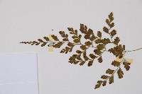 寬葉冷蕨藏品圖，第3張