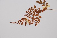 寬葉冷蕨藏品圖，第4張