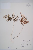 寬葉冷蕨藏品圖，第1張