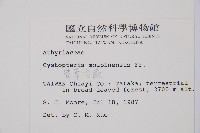 寬葉冷蕨藏品圖，第2張