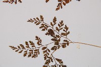 寬葉冷蕨藏品圖，第3張