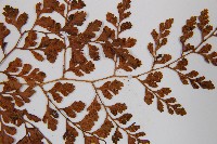 寬葉冷蕨藏品圖，第4張