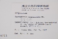 寬葉冷蕨藏品圖，第2張