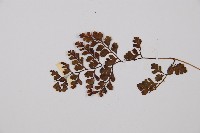 寬葉冷蕨藏品圖，第3張