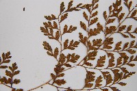 寬葉冷蕨藏品圖，第5張