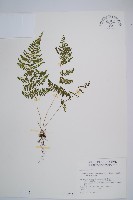 粗柄毛冷蕨藏品圖，第1張