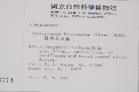 粗柄毛冷蕨藏品圖，第2張