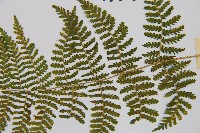 粗柄毛冷蕨藏品圖，第4張