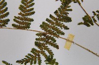 粗柄毛冷蕨藏品圖，第5張